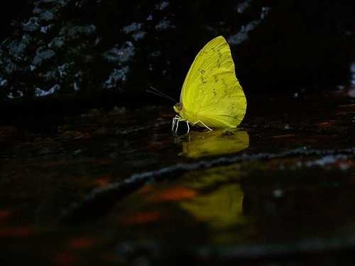 image of sulphur_butterfly