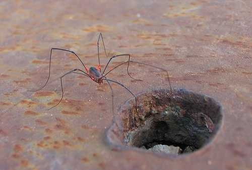 image of harvestman