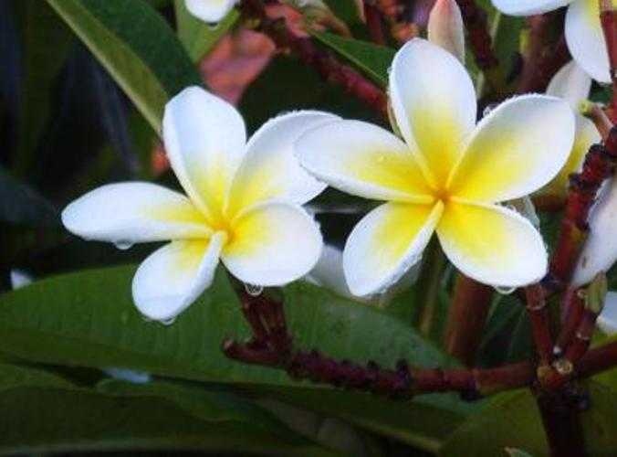 image of frangipani