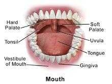 image of mouth