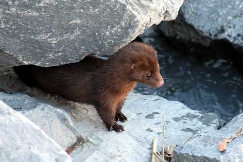 mink