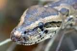 image of rock_python