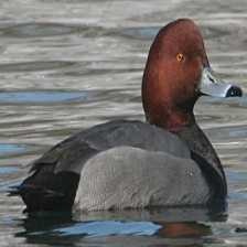 image of red_headed_duck