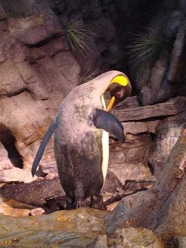 king_penguin