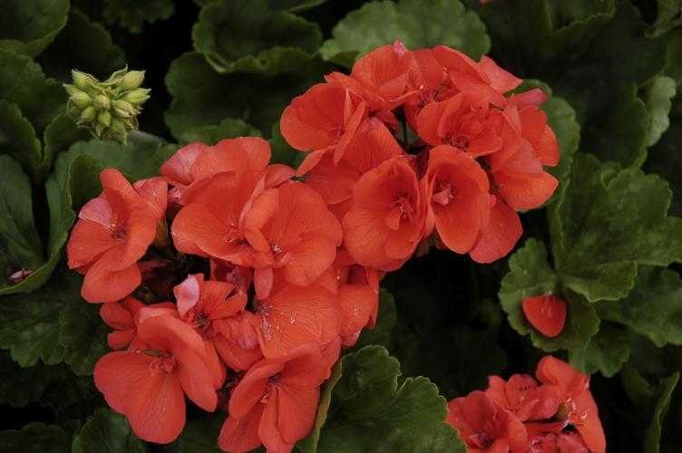 geranium