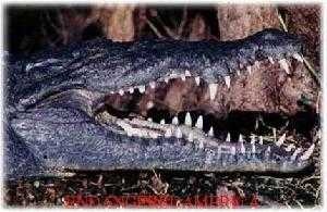 Crocodile head image classifcation dataset for machine learning