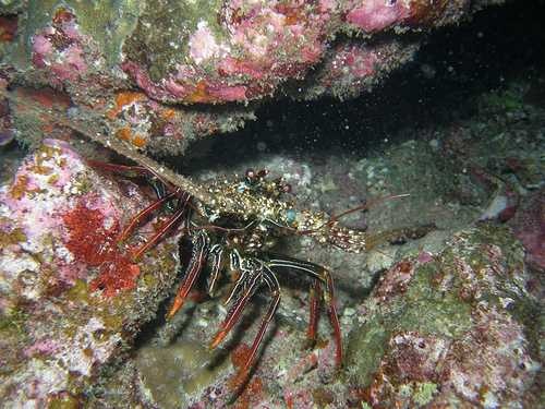 Spiny lobster image classifcation dataset for machine learning