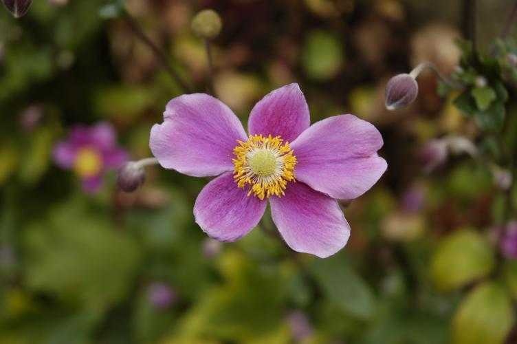 image of japanese_anemone