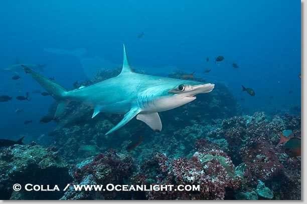 image of hammerhead