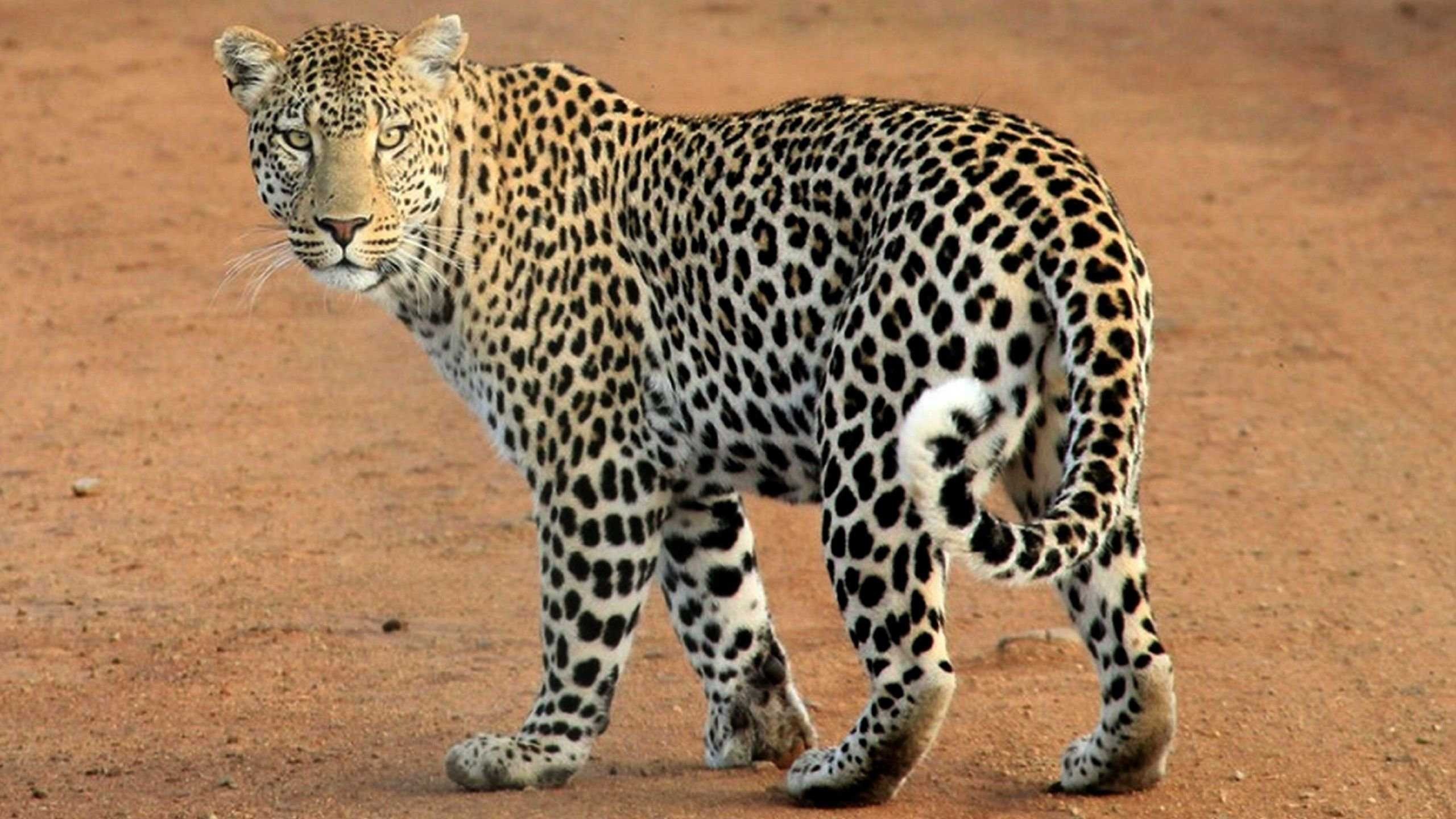 leopard