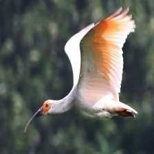 image of asian_crested_ibis