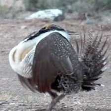 image of greator_sage_grouse