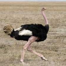 Ostrich image classifcation dataset for machine learning
