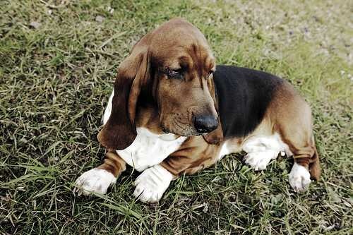 image of basset_hound