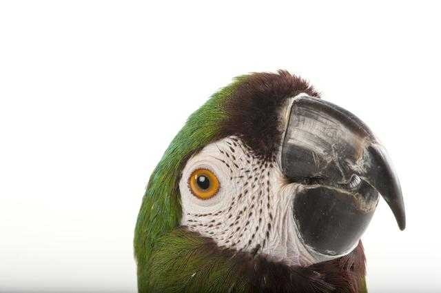 Parrot image classifcation dataset for machine learning