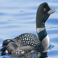 common_loon