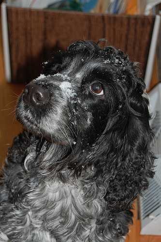 english_cocker_spaniel