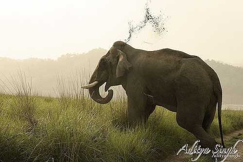 indian_elephant