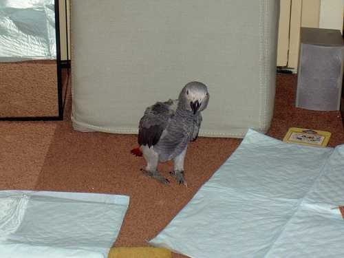 african_grey