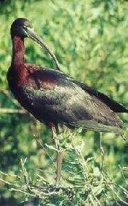 image of ibis