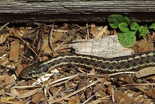 image of garter_snake