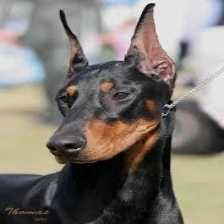 image of doberman