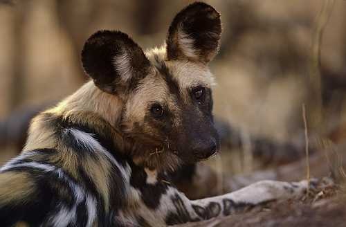 image of african_hunting_dog