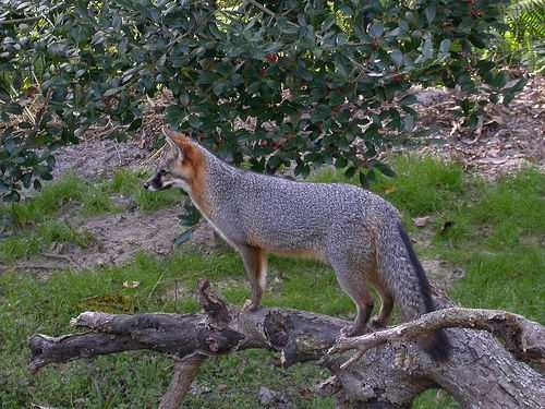image of grey_fox