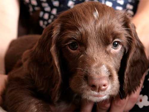 image of sussex_spaniel