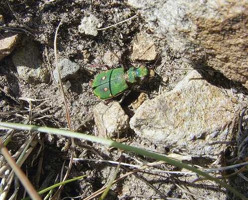 image of tiger_beetle