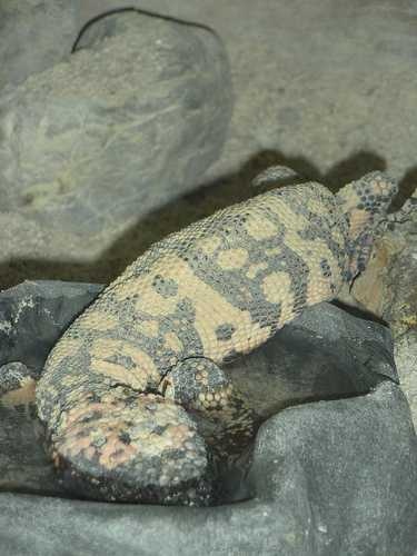 image of gila_monster