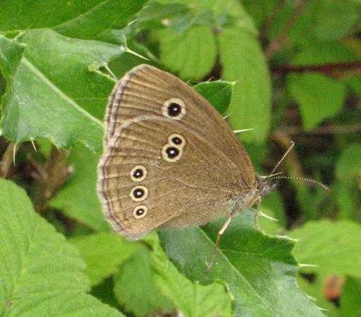 ringlet