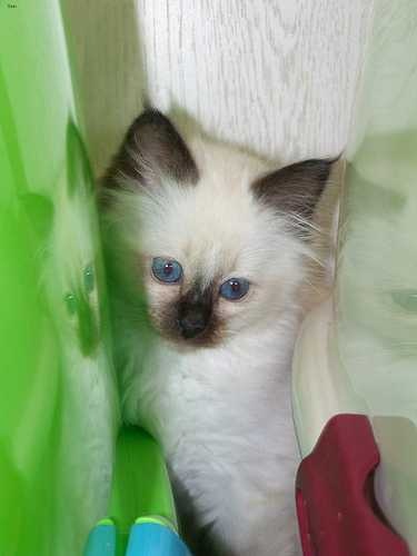 image of birman