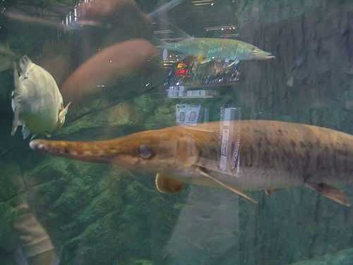 image of gar