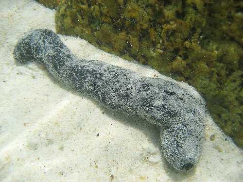 image of sea_cucumber