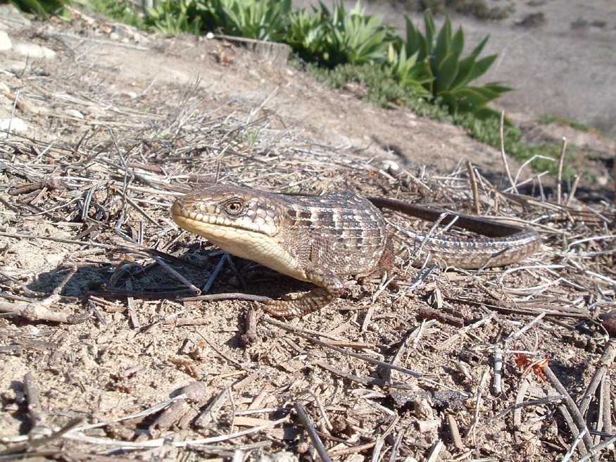 Alligator lizard image classifcation dataset for machine learning