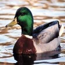 mallard_duck