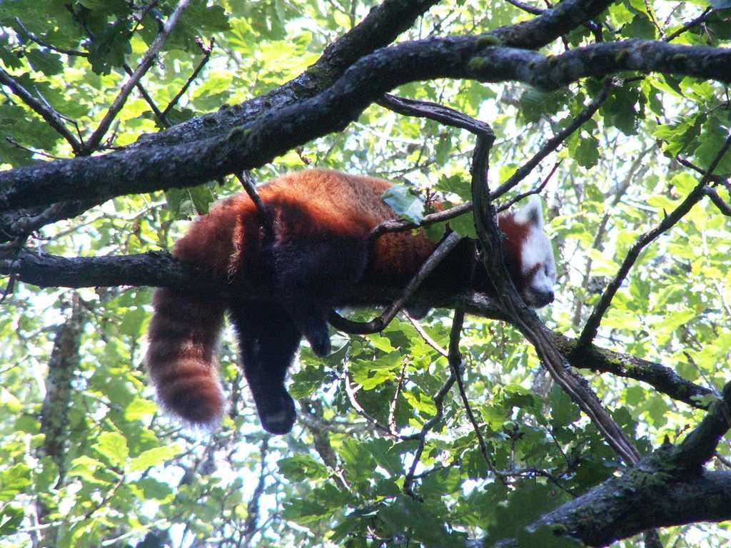 Red panda image classifcation dataset for machine learning