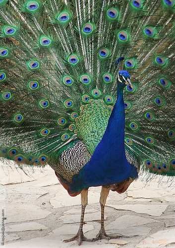 Peacock image classifcation dataset for machine learning