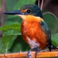 pygmy_kingfisher