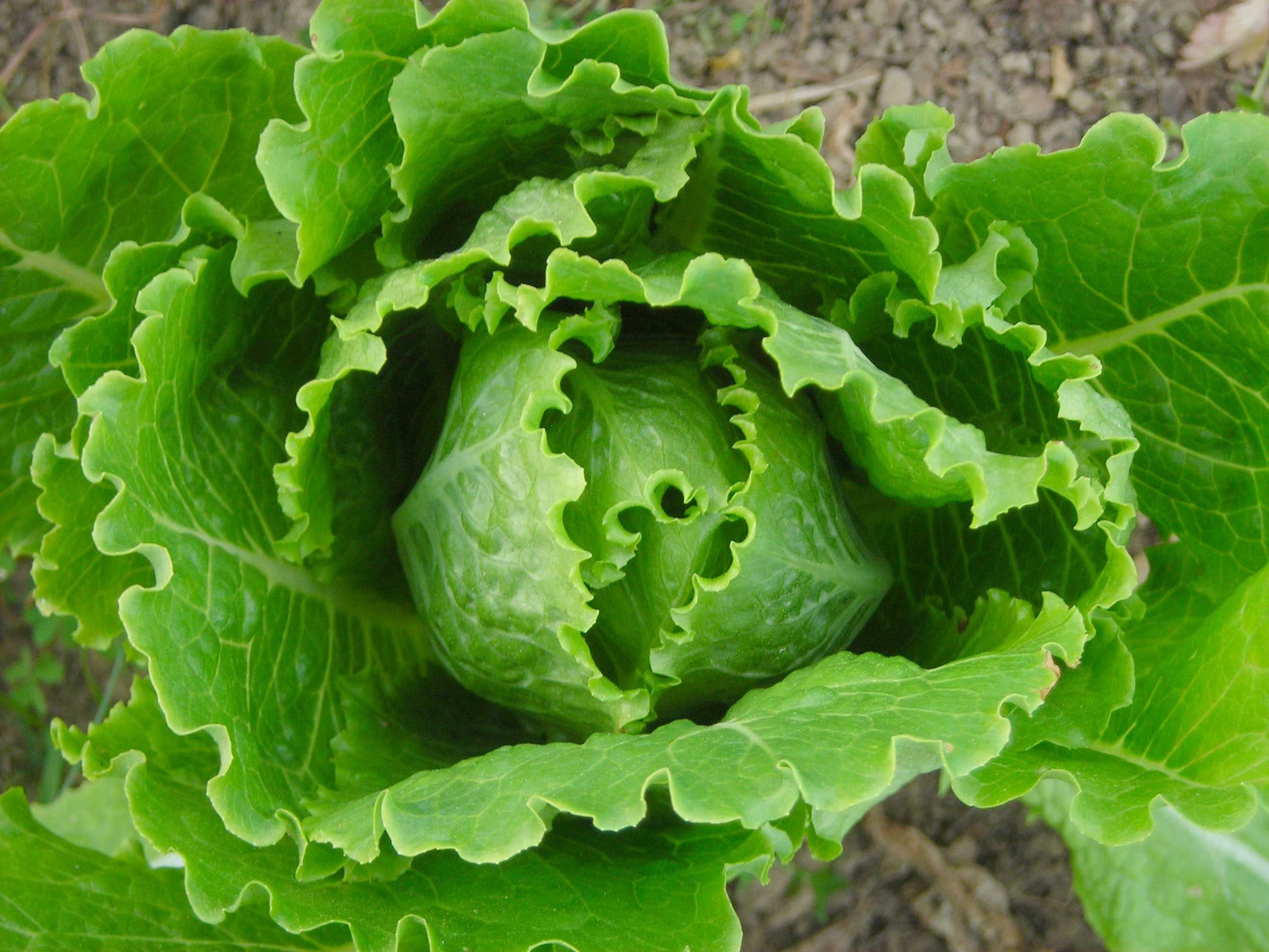 Lettuce labeled image dataset images.cv
