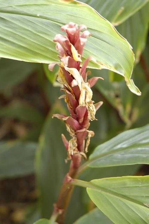 image of cautleya_spicata