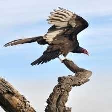 image of turkey_vulture