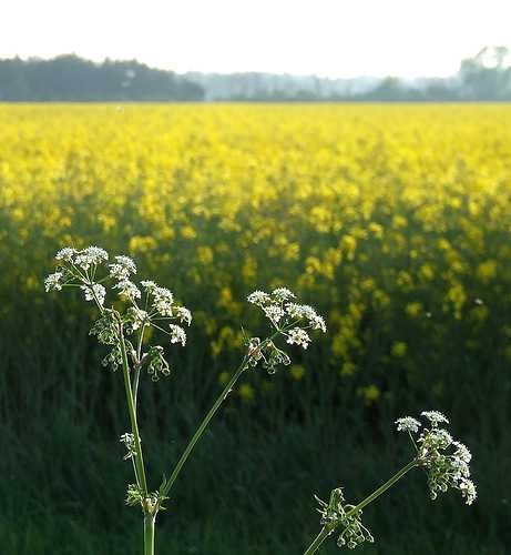 image of rapeseed