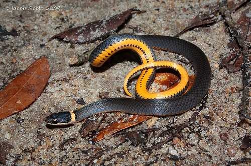 image of ringneck_snake