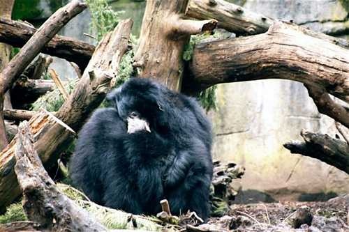 image of sloth_bear