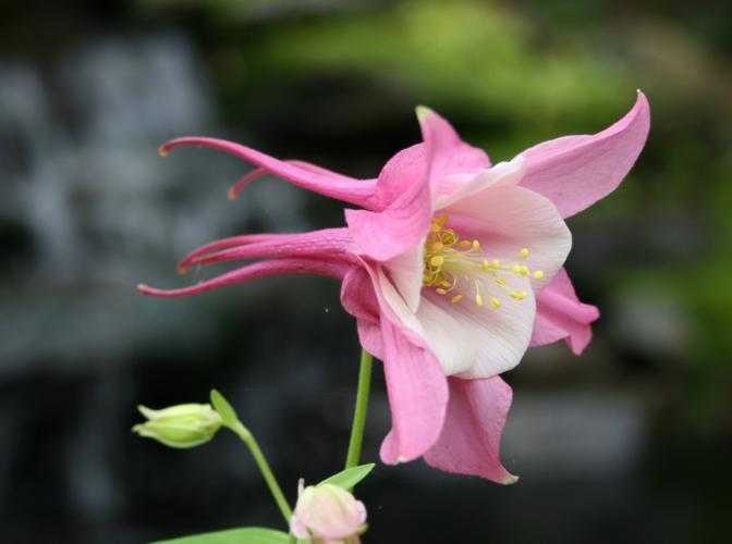 image of columbine