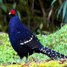 image of mikado_pheasant