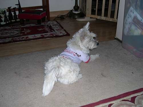 image of west_highland_white_terrier