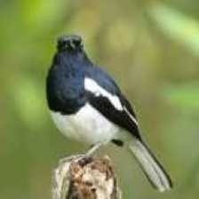 eurasian_magpie